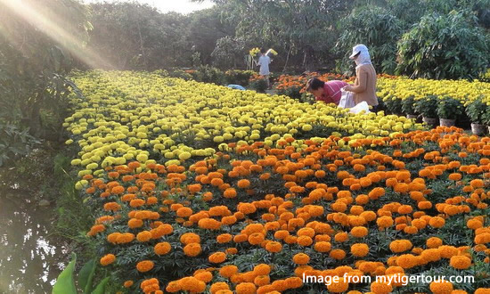 Flower farm in Mekong delta