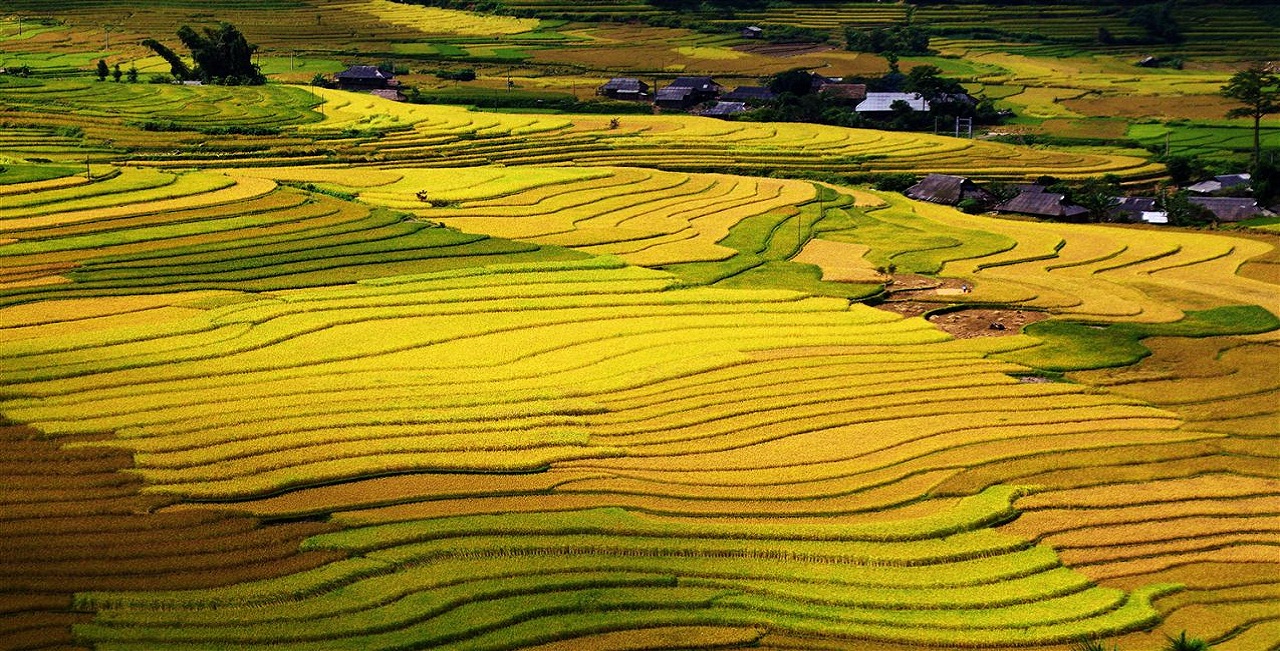 The rice terrace fields
